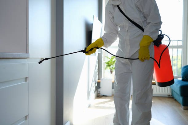 Best Black Mold Removal  in Everett, PA