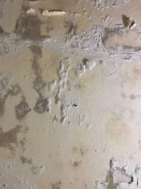 Best Attic Mold Removal  in Everett, PA