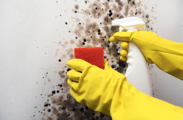 Best Mold Remediation  in Everett, PA